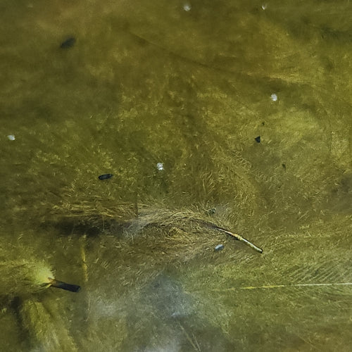 Baetis CDC - 1 Gram Croupion de Canard Pack - Olive - Troutlore Fly Tying Materials Australia