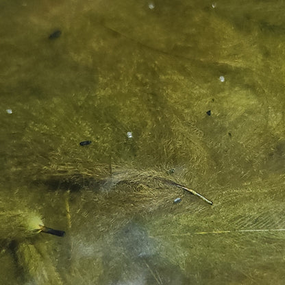 Baetis CDC - 1 Gram Croupion de Canard Pack - Olive - Troutlore Fly Tying Materials Australia