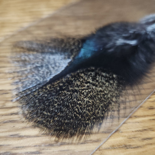 Baetis CDL Mazo Pluma G-1 Pardo Coq De Leon - Chestnut Brown - Troutlore Fly Tying Feathers Australia