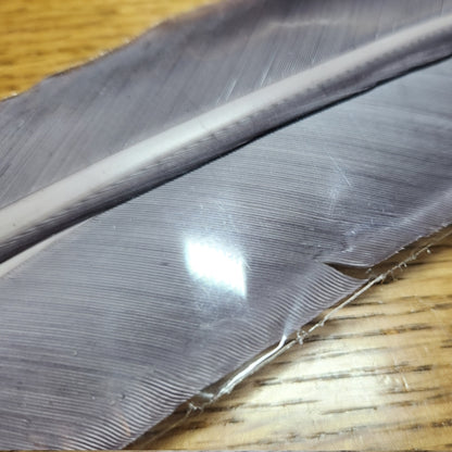 Hareline Turkey Biot Quills Gray
