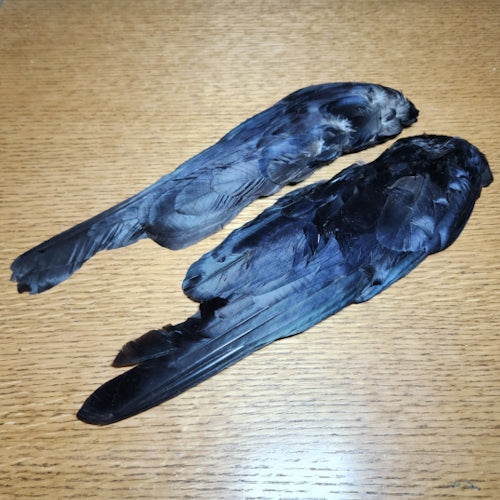 Veniard Crow Whole Wings - Troutlore Fly Tying Feathers Australia
