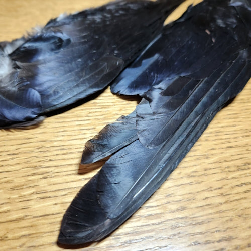 Veniard Crow Whole Wings - Troutlore Fly Tying Feathers Australia