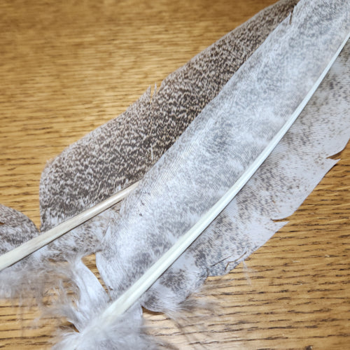 Veniard Oak Mottled Turkey Wing Quill Grade 2 - Troutlore Fly Tying Feathers Australia