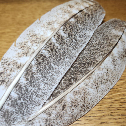 Veniard Oak Mottled Turkey Wing Quill Grade 2 - Troutlore Fly Tying Feathers Australia