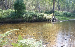 Victorian Fly Fishing River Trout Season Australia
