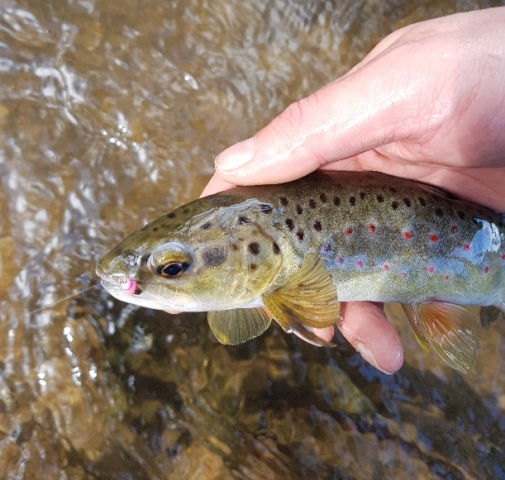 Brown caught on the nymph by Ross @_ross_co