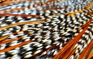WHITING CREE SADDLE DRY FLY TYING FEATHERS AUSTRALIA TROUTLORE FLYTYING STORE