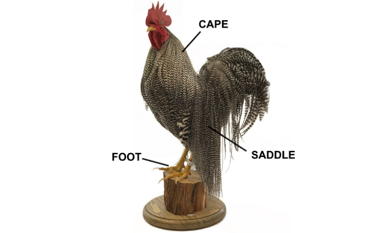 DRY FLY TYING CAPE AND SADDLE LOCATION ON A ROOSTER FOR TROUTLORE FLYTYING BLOG