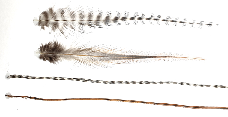 CAPE AND SADDLE FEATHER COMPARISON FOR FLY TYING BY TROUTLORE FLYTYING STORE