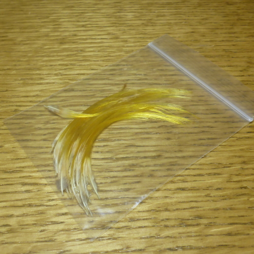 The crest feathers are most known for the use in salmon flies where they serve as tail and toppings. Their bright, delicate yellow color and fine structure is quite unique, and a large number of classical salmon flies would not be the same without this characteristic feather. The Golden Pheasant or "Chinese Pheasant", (Chrysolophus pictus) is a gamebird of the order Galliformes (gallinaceous birds) and the family Phasianidae. It is native to forests in mountainous areas of western China but feral populations have been established in the United Kingdom and elsewhere. The adult male is 90-105 cm in length, its tail accounting for two-thirds of the total length. It is unmistakable with its golden crest and rump and bright red body. The deep orange "cape" can be spread in display, appearing as an alternating black and orange fan that covers all of the face except its bright yellow eye, with a pinpoint black pupil.