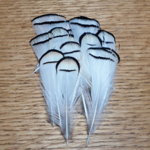 LADY AMHERST TIPPET FEATHERS AVAILABLE AT TROUTLOR FLY TYING STORE AUSTRALIA