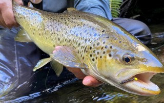 2021-2022 VICTORIAN TROUT SEASON FLY FISHING WITH TROUTLORE