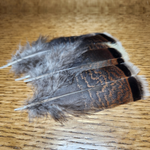 WILD TURKEY FLATS WHITE TIPPED FEATHERS AVAILABLE IN AUSTRALIA FROM TROUTLORE FLY TYING STORE
